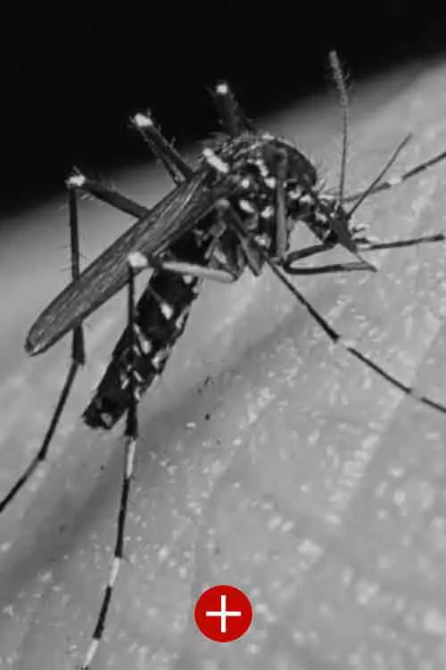 désinsectisation contre les moustiques et les moustiques tigres